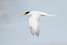 General knowledge about Little tern