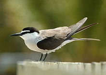 General knowledge about Bridled tern