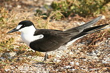 General knowledge about Sooty tern