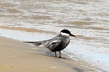 General knowledge about Whiskered tern