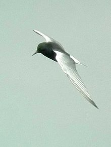 General knowledge about White-winged tern