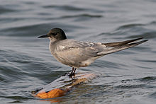General knowledge about Black tern