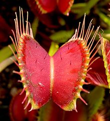 General knowledge about Carnivorous plant