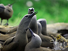 General knowledge about Brown noddy