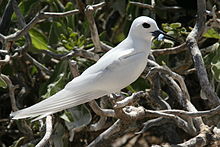 General knowledge about White tern