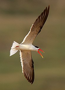 General knowledge about Indian skimmer