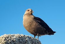 General knowledge about South polar skua