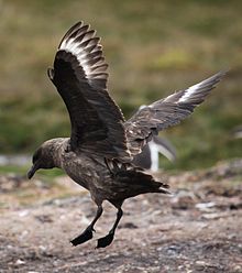 General knowledge about Brown skua