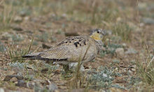 General knowledge about Tibetan sandgrouse