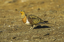 General knowledge about Pin-tailed sandgrouse