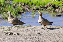 General knowledge about Black-bellied sandgrouse