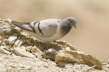 General knowledge about Hill pigeon