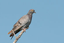 General knowledge about Yellow-eyed pigeon