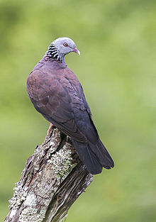 General knowledge about Nilgiri wood pigeon