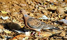 General knowledge about Oriental turtle dove