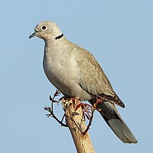 General knowledge about Eurasian collared dove
