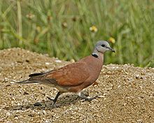 General knowledge about Red turtle dove