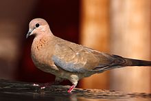 General knowledge about Laughing dove