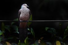 General knowledge about Barred cuckoo-dove