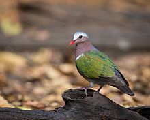 General knowledge about Common emerald dove
