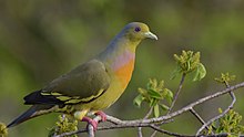General knowledge about Orange-breasted green pigeon