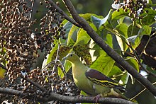 General knowledge about Ashy-headed green pigeon