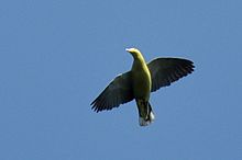 General knowledge about Andaman green pigeon