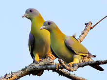 General knowledge about Yellow-footed green pigeon