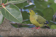 General knowledge about Pin-tailed green pigeon
