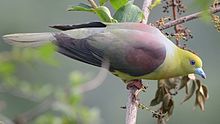 General knowledge about Wedge-tailed green pigeon