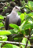 General knowledge about Mountain imperial pigeon