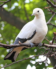 General knowledge about Pied imperial pigeon