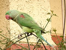 General knowledge about Alexandrine parakeet