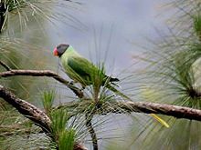 General knowledge about Slaty-headed parakeet