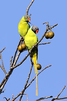 General knowledge about Grey-headed parakeet