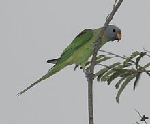 General knowledge about Blossom-headed parakeet