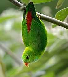General knowledge about Vernal hanging parrot