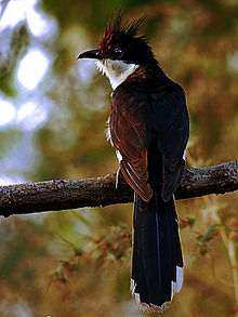 General knowledge about Jacobin cuckoo