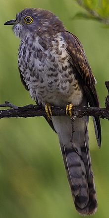 General knowledge about Common hawk-cuckoo
