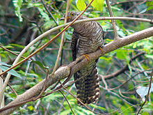 General knowledge about Indian cuckoo