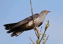 General knowledge about Common cuckoo