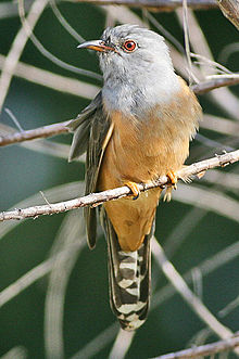 General knowledge about Plaintive cuckoo