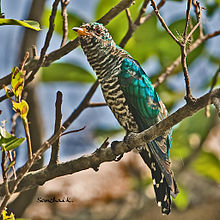General knowledge about Asian emerald cuckoo