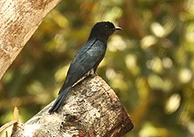 General knowledge about Square-tailed drongo-cuckoo