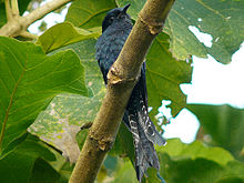 General knowledge about Fork-tailed drongo-cuckoo