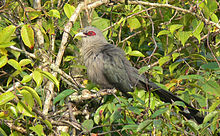 General knowledge about Green-billed malkoha