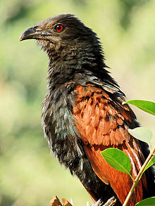 General knowledge about Greater coucal
