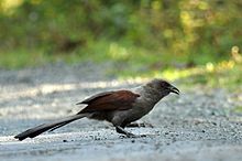 General knowledge about Andaman coucal