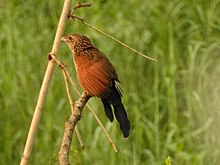 General knowledge about Lesser coucal