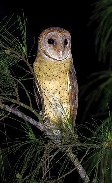 General knowledge about Andaman masked owl